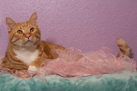 Halo Kittie 9-