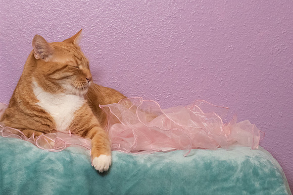 Halo Kittie 9A Smile-3552