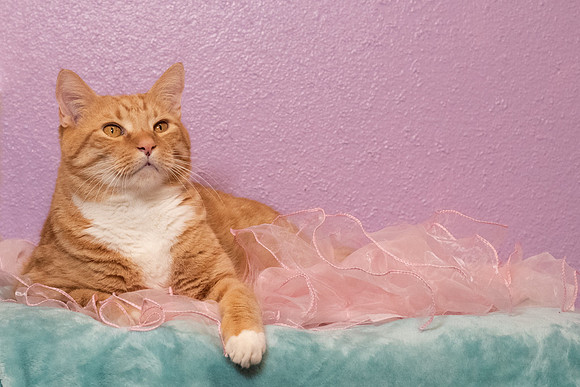 Halo Kittie 9A-