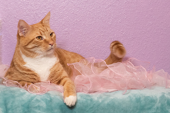 Halo Kittie 9B-3555