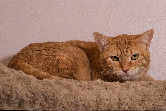 Halo Kittie 10A-