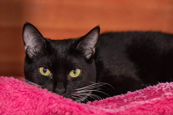 Halo Kittie 11-12 B-