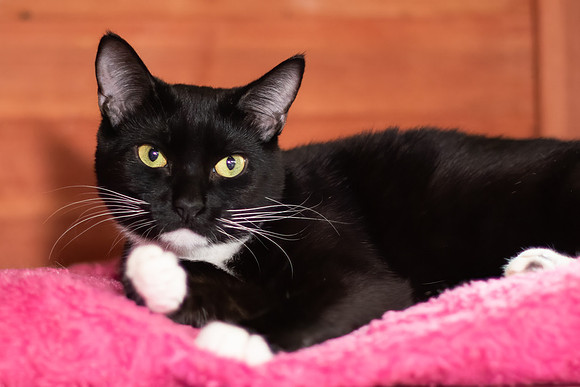 Halo Kittie 11-12-