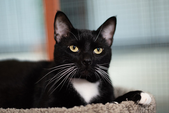 Halo Kittie 11-3626