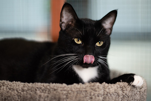 Halo Kittie 11A-3629