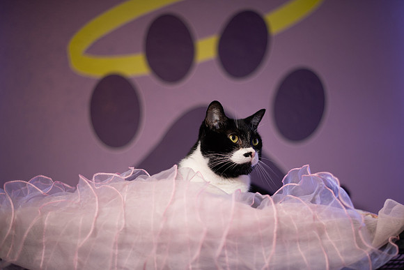 Halo Kittie 13-3664