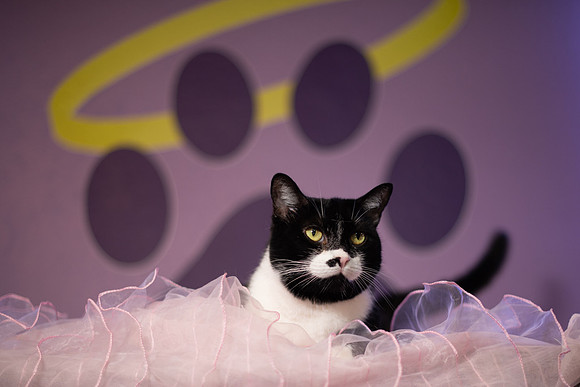 Halo Kittie 13A-3679