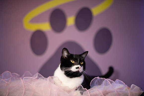 Halo Kittie 13B-3693