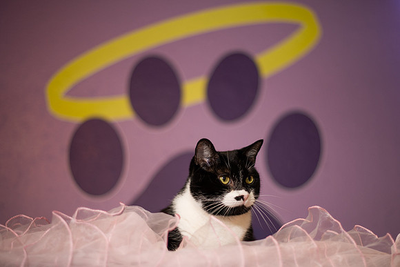 Halo Kittie 13C-3699