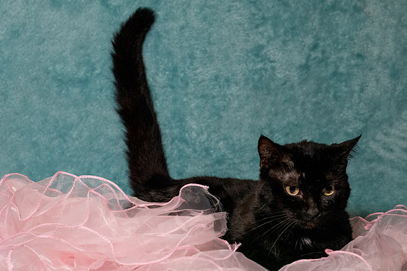 Halo Kittie4-