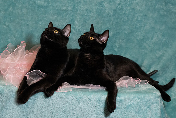 Halo Kitties 1+ 2-