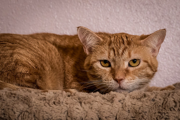 Halo Kittie 10-