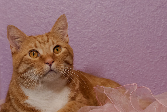 Halo Kittie 9-3527