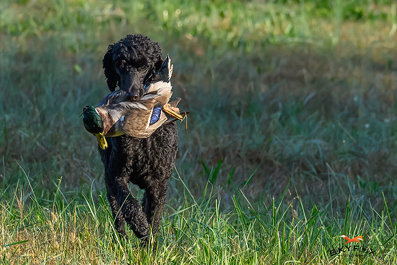 Poodle Event 2718-
