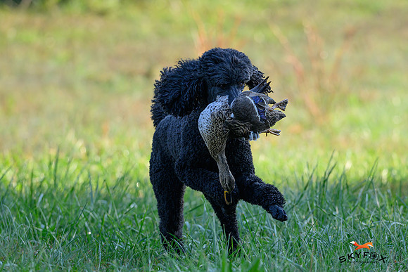 Poodle Event 2838-