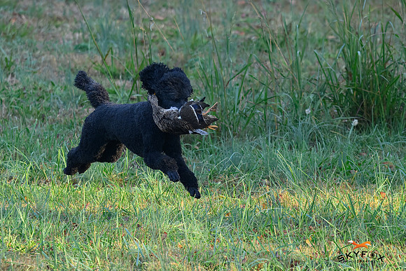 Poodle Event 2823-2823