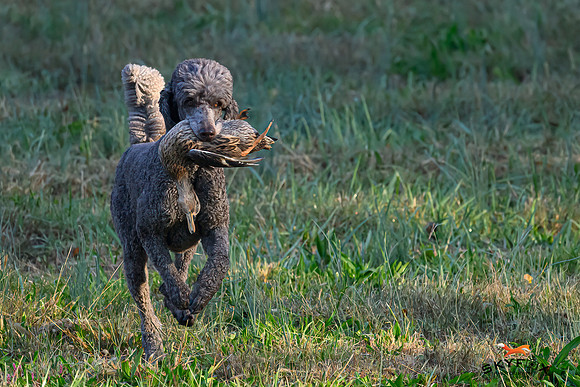 Poodle Event 2647-