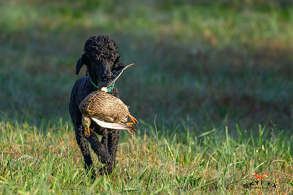 Poodle Event 2587-