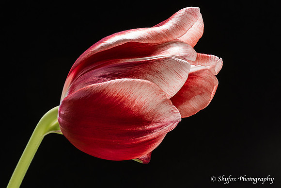 Patty's Tulip-4872