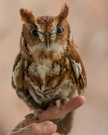 screech owl-3926