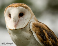 Barn Owl-3922