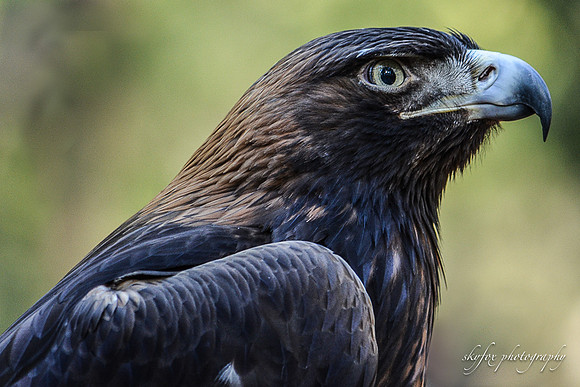Golden Eagle-