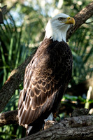 Bald Eagle-6281
