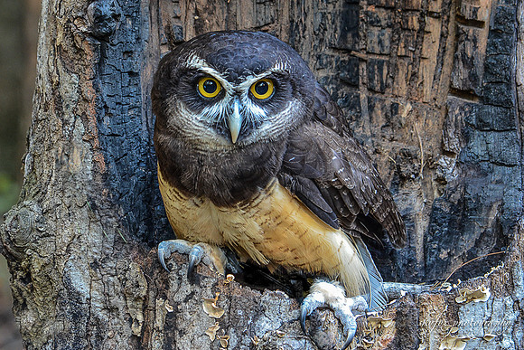 Screech Owl-1976