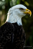 Bald Eagle 2-6284