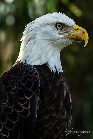 Bald Eagle 2-6284
