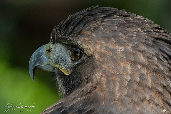 Golden Eagle-6247