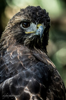 Golden Eagle 3-6259