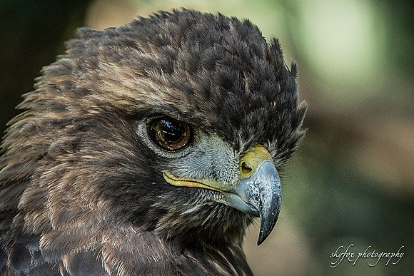 Golden Eagle 2-6258