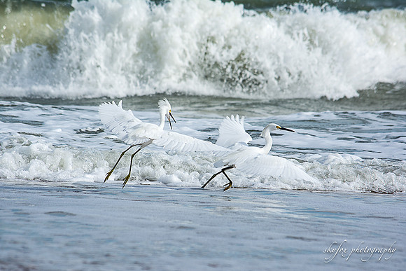 Vilano Beach Egrets-1