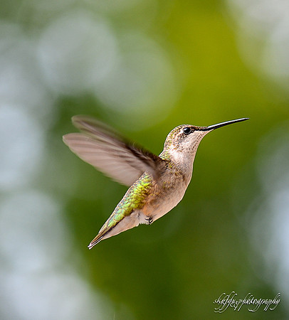 Hummingbird-