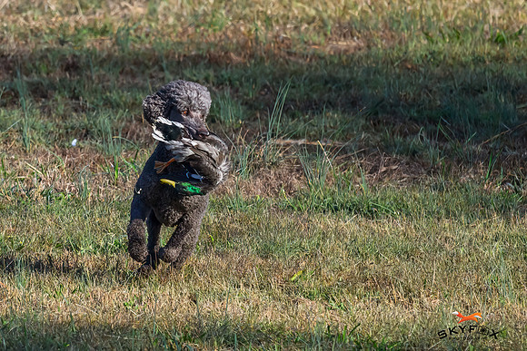 Poodle Event 2953-