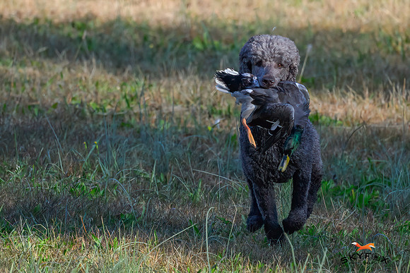 Poodle Event 2964-