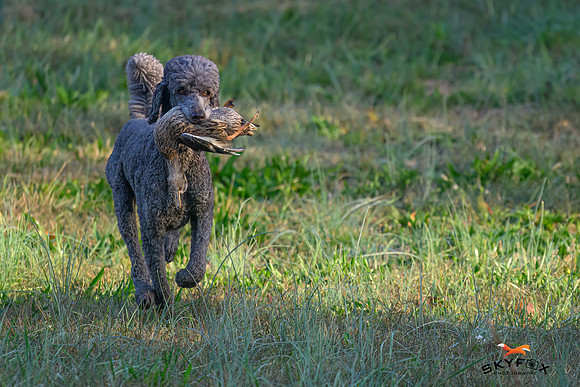 Poodle Event 2656-