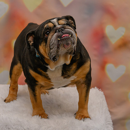 Bruce 2363-