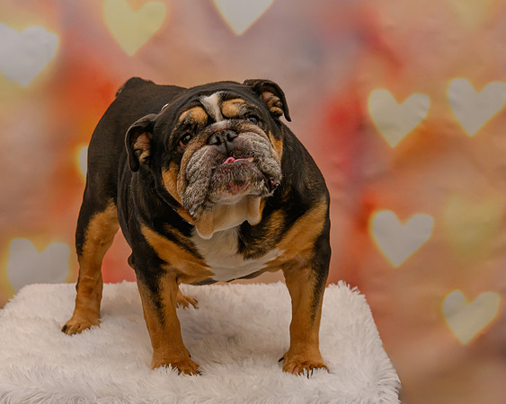 Bruce 2366-