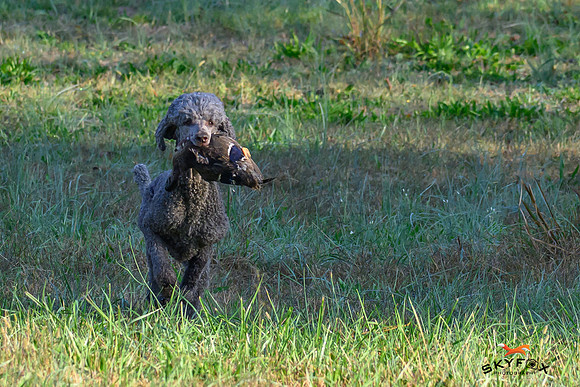 Poodle Event 2901-2901