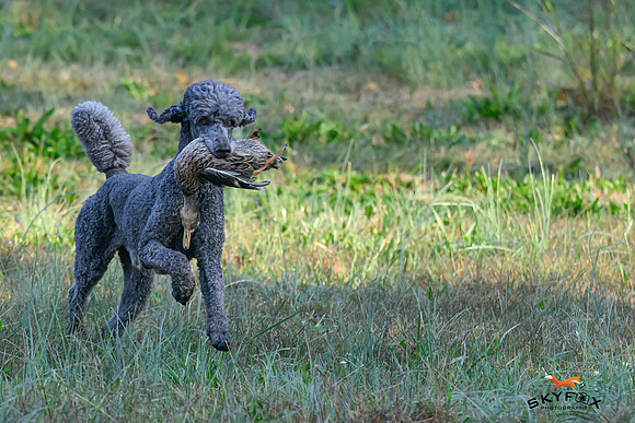 Poodle Event 2662-
