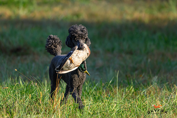 Poodle Event 2804-2804