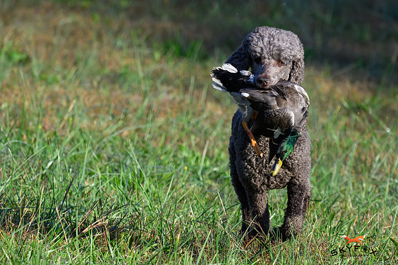 Poodle Event 2981-