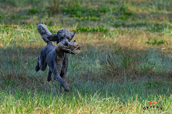 Poodle Event 2668-