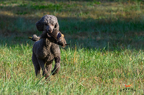 Poodle Event 2918-2918