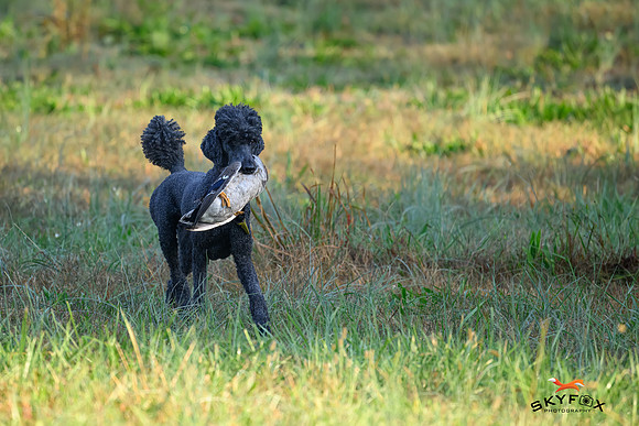 Poodle Event 2782-2782