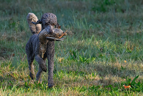 Poodle Event 2648-