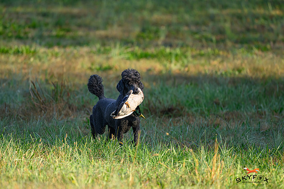 Poodle Event 2791-2791