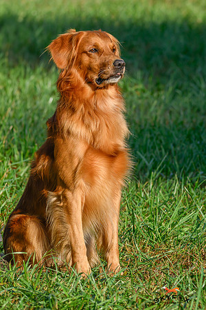 Poodle Event 3003-